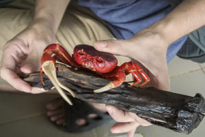 Full Red Crab (Indochinamon sp.)
