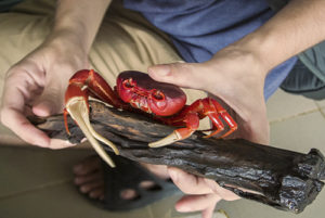 Full Red Crab (Indochinamon sp.)