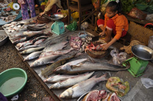 Fish diversity on display at a local market