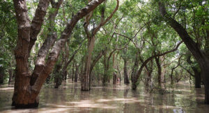 Flooded Forest on the edge of the Tonle Sap Lake