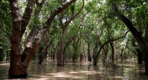 Flooded Forest on the edge of the Tonle Sap Lake