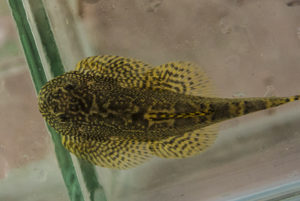 Sewellia sp. 'SEW03'