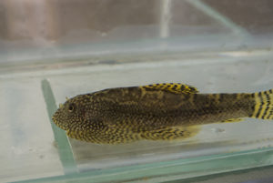 Sewellia sp. 'SEW03'