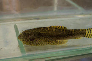 Sewellia sp. 'SEW03'