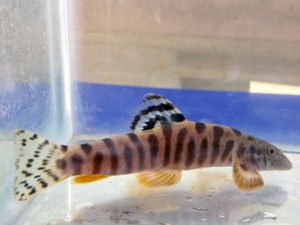 Cloud Leopard Loach (V. crassicauda)