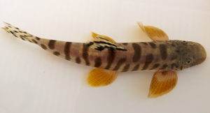Cloud Leopard Loach (Vanmanenia crassicauda)