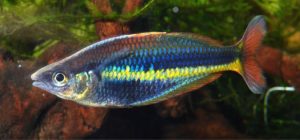 An excited Chilatherina alleni male is a sight to behold. A transient flash of white appears over the nape of the fish at the height of his courtship display.