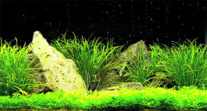 Screencapture from Tyler Koch's video, Nature Aquarium "Simplicity"