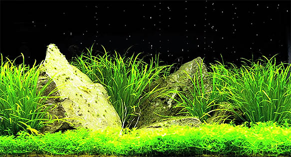 VIDEO: Tyler Koch’s Planted Aquarium with Time-Lapse Night Sky Effect!