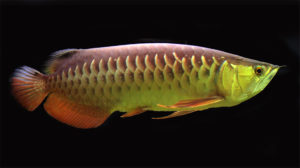 Scleropages formosus, the Asian Arowana, is listed under the ESA as endangered and is the species at the center of charges announced today in San Jose, CA. Image by Flickr user Aneo | CC BY 2.0