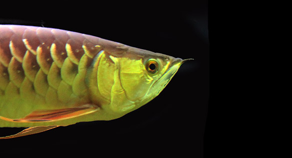 Man Charged with ESA Violations, Transporting Endangered Arowanas