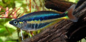 A male Chilatherina alleni "Wapoga", showing his normal coloration.