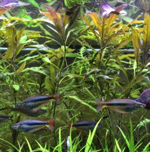 Steve Waldron's Chilatherina alleni "Wapoga" crusing lazily in the aquarium beneath the Staurogyne sp. Bihar.