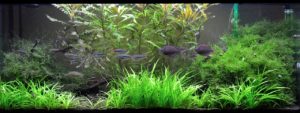 Steve Waldron's living room rainbowfish aquarium filled with Glossolepis dorityi, Chilatherina alleni and Corydoras sterbai.