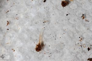 Blue_Gularis_eggs