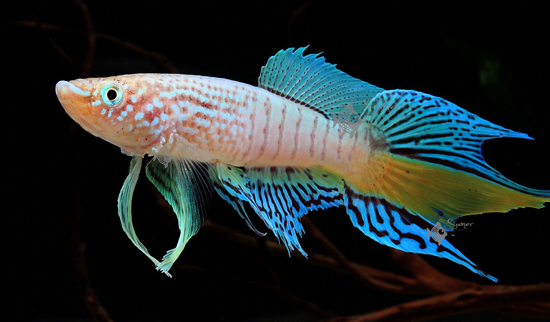 Blue Gularis Killifish—Eclosion—Hatching From The Eggs