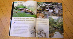 "Successful breeding of the Panda Hillstream Loach in the aquarium" - you read that right! Friedrich Bitter tells the tale!