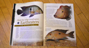 "Meet the tribe Geophagini: Eartheaters, An Overview", by Thomas Weidner, is the first of several cover feature articles in this issue.