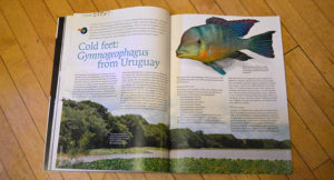 "Cold Feet: Gymnogeophagus from Uruguay", by Hans-Georg Evers, presents wild Eartheaters in a fish collecting expedition to the Rio Negro and Rio Uruguay basins, aong with coastal areas of Uruguay.