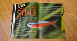 It often seems that as conservation-minded aquarists, we presume that captive-bred, farmed fishes are preferential to wild-caught fishes in every way. Mike Tuccinardi looks at the Rio Negro fishery for wild Cardinal Tetras in his article "Cardinal Sins", and explains that the cost of the trade shifting to farmed Cardinal Tetras may be the loss of a sustainable fishery and the environmental protections it creates and maintains. If the trade is lost, speculation suggests it could be replaced with much more destructive forms of subsistence.