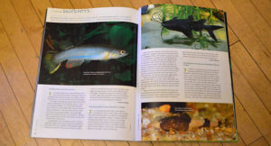 Species Snapshots in this issue include Anablepsoides hartii, Mystus leucophasis, Pseudobagarius lecorhynchus, Akysis pulvinatus, Balitoropsis cf. sexmaculata, and Annamia normani, discussed by contributors including Michael Schlüter, Thomas Weidner, Jens Kühne, and Rachel O'Leary.
