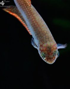 Nematolebias papilliferus mouth