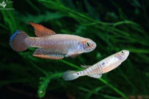 Nematolebias papilliferus colors
