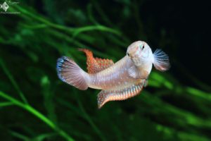 Nematolebias papilliferus aggression