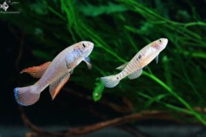 Nematolebias papilliferus pair