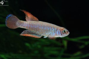 Nematolebias papilliferus feeding