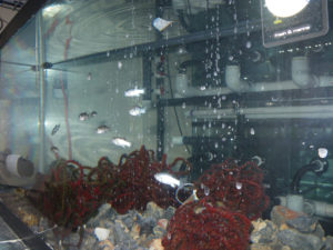 Devils Hole pupfish propagation tank - USFWS | CC-BY-2.0