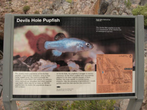 Informational signage at Devils Hole telling the story of the Devils Hole Pupfish - image by Ken Lund |CC BY-SA 2.0