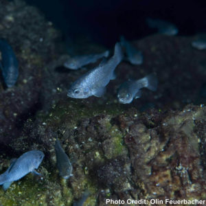 A group of the highly endangered Devils Hole Pupfish, presumably in their native habitat. Image by Olin Feuerbachr / USFWS | CC BY 2.0