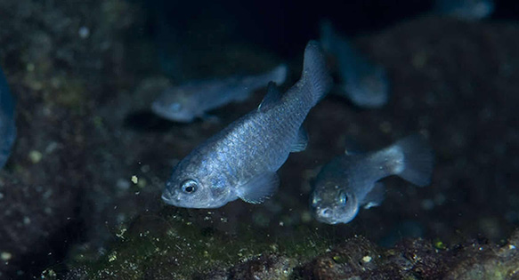 First Successful Breeding of Devils Hole Pupfish