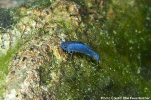 A lone Devils Hole Pupfish - by Olin Feuerbachr / USFWS | CC BY 2.0