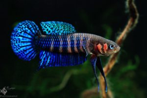 Betta_Hendra