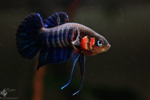 Betta_Hendra