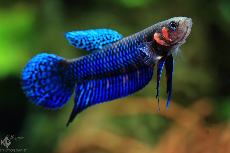 Friday Photospread: Betta hendra - AS Magazine