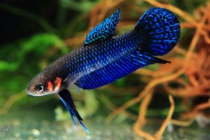 Betta_hendra