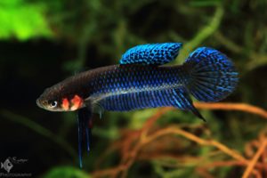Betta hendra are not very timid