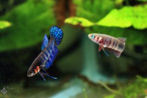 Betta hendra pair