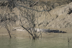 An estuarine crocodile suns itself near shore