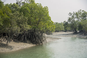 Mangrove trees form the dominant structure of the ecosystem here- both above and below the water