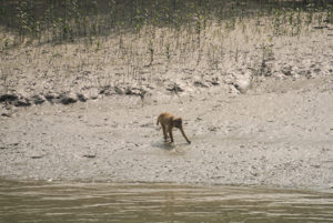 Rhesus Macaques feed largely on fiddler crabs and mudskippers