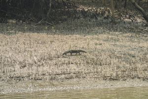 Large water monitors patrol the shore, hunting fish, crustaceans, and small mammals