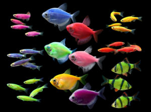 The Glofish Lineup as it looks for spring 2015.