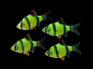 The new Striped Electric Green Barb adds an unusual twist of contrast to existing Glofish® offerings.