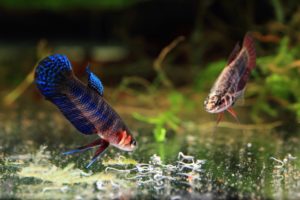 etta hendra pair