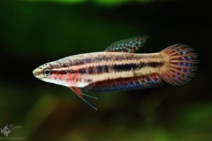 betta hendra female