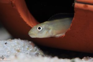 Steatocranus tinanti